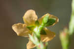 Hairy St. Johnswort